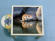 Table basse  Reflet chat dans l'eau d'un étang 